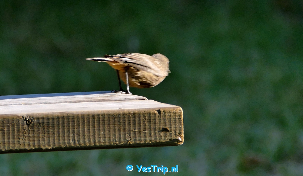 xxx Bird at the camping in Bize-Minervois, France